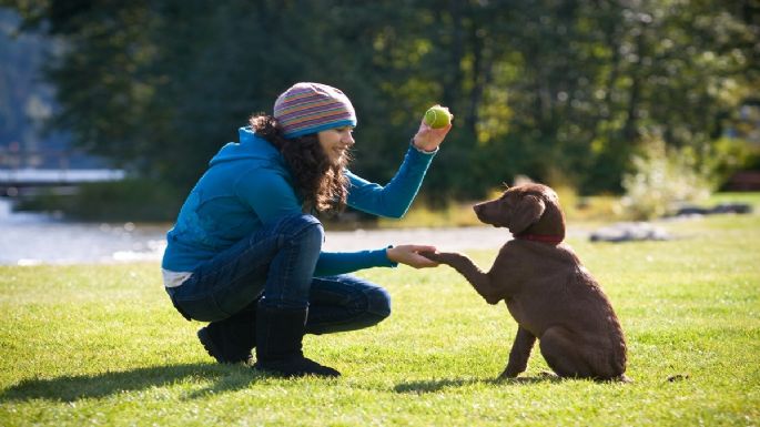 10 errores comunes que los dueños cometen con sus perros y cómo evitarlos