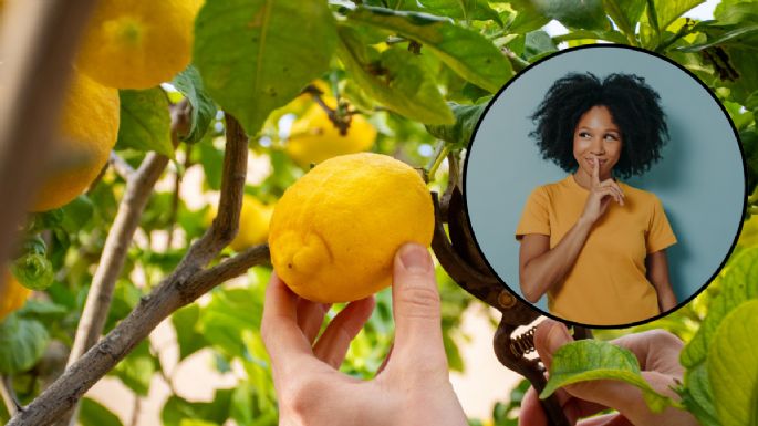 El ingrediente clave que debes poner en tu limonero para que se llene de frutos