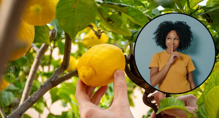 El ingrediente clave que debes poner en tu limonero para que se llene de frutos
