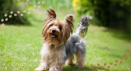 ¿Cansado de los pelos en casa? Conoce las razas de perros que menos pelo pierden