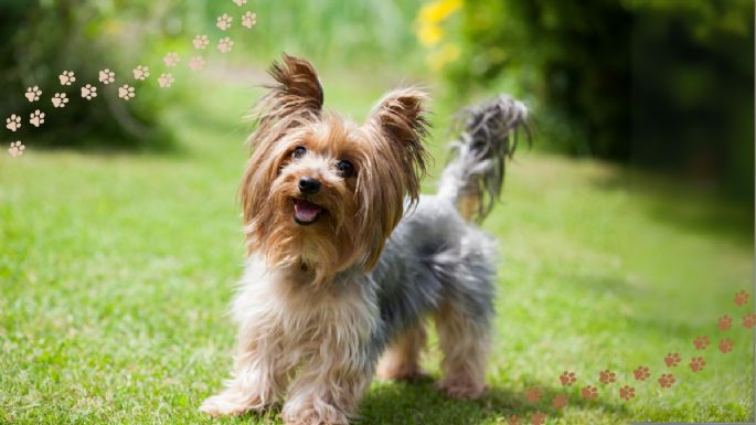 ¿Cansado de los pelos en casa? Conoce las razas de perros que menos pelo pierden