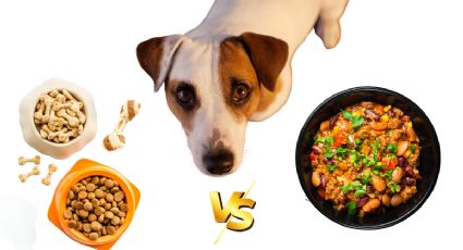 ¿Qué es la Dieta BARF y por qué está ganando popularidad entre los dueños de mascotas?