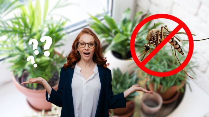 Cuál es la planta que debes tener en casa porque repele los mosquitos y atrae la fortuna