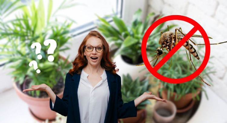 Cuál es la planta que debes tener en casa porque repele los mosquitos y atrae la fortuna