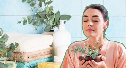 Eucalipto: La planta que debes tener en casa para perfumar tu baño