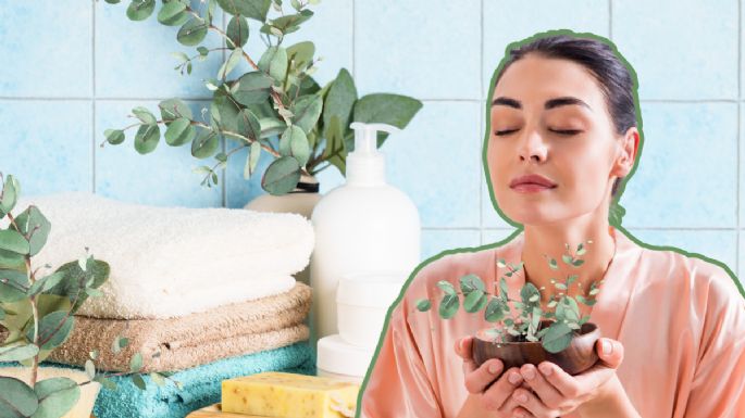 Eucalipto: La planta que debes tener en casa para perfumar tu baño