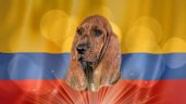 Foto ilustrativa de la nota titulada Esta raza de perro es patrimonio colombiano y está en riesgo de desaparecer