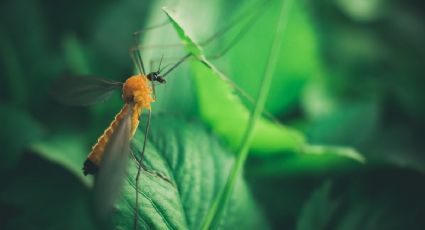 Estas son las 5 plantas que debes tener en casa para ahuyentar los mosquitos