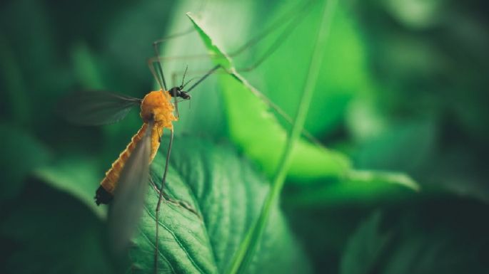 Estas son las 5 plantas que debes tener en casa para ahuyentar los mosquitos