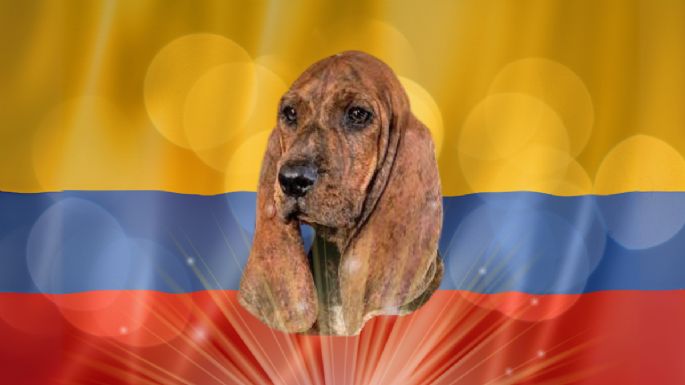 Esta raza de perro es patrimonio colombiano y está en riesgo de desaparecer