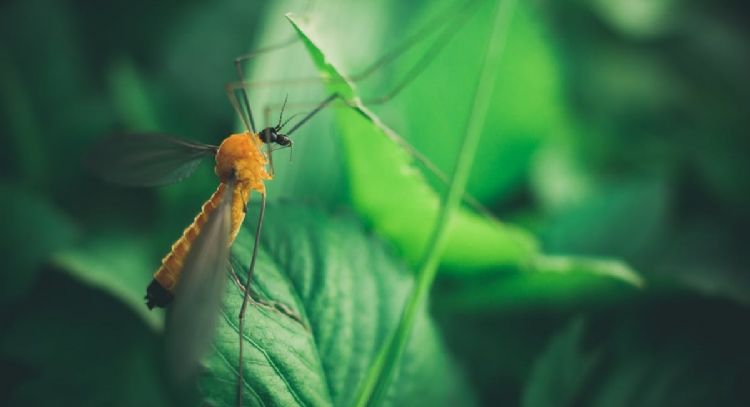Estas son las 5 plantas que debes tener en casa para ahuyentar los mosquitos
