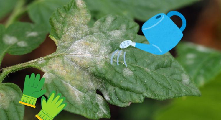 Cómo preparar un abrillantador antihongos con solo 3 ingredientes