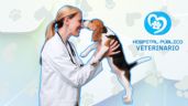 Foto ilustrativa de la nota titulada Atención veterinaria gratuita en Pereira: ¡Descubre el nuevo hospital público para mascotas vulnerables!