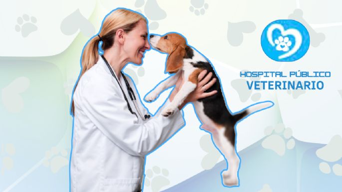 Atención veterinaria gratuita en Pereira: ¡Descubre el nuevo hospital público para mascotas vulnerables!