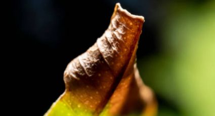 Jardín: cómo eliminar las manchas marrones de las hojas de tus plantas con estos 3 consejos de expertos