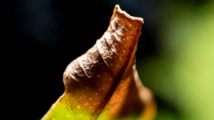 Jardín: cómo eliminar las manchas marrones de las hojas de tus plantas con estos 3 consejos de expertos