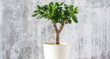 ¿Qué debo ponerle al sustrato del árbol de jade?