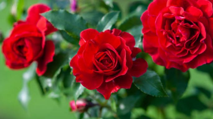 Trucazo para revitalizar tu rosal y que estalle de rosas