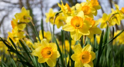 Las plantas que debes cultivar en octubre para que estallen de flores en noviembre