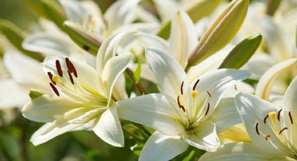 Esta es la época exacta en donde debes cultivar tus lirios para que el jardín explote de flores