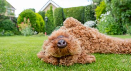 ¿Qué significa que un perro se revuelque en el césped, según la ciencia?