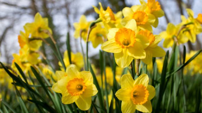 Las plantas que debes cultivar en octubre para que estallen de flores en noviembre