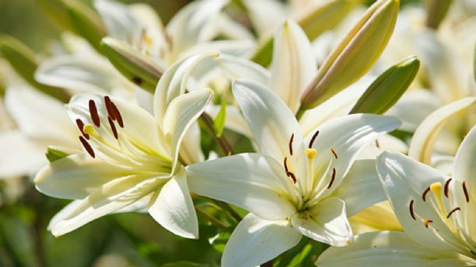 Esta es la época exacta en donde debes cultivar tus lirios para que el jardín explote de flores