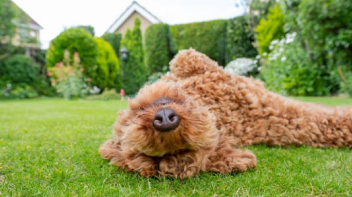 ¿Qué significa que un perro se revuelque en el césped, según la ciencia?