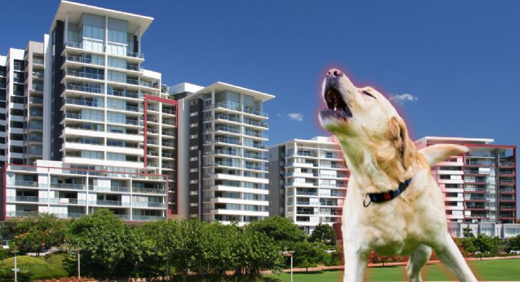 Toma asiento antes de conocer de cuánto es la multa por tener un perro en un apartamento en Colombia