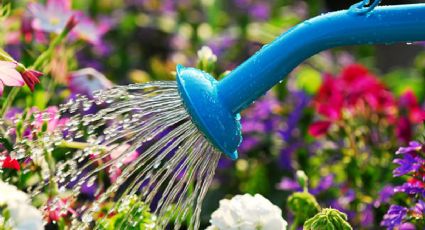 Las bebidas que debes colocarle a tus plantas para que tengan flores en abundancia y no se marchiten