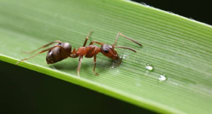 El secreto ‘milagroso’ para eliminar hormigas de tu huerto