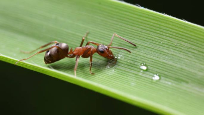 El secreto ‘milagroso’ para eliminar hormigas de tu huerto