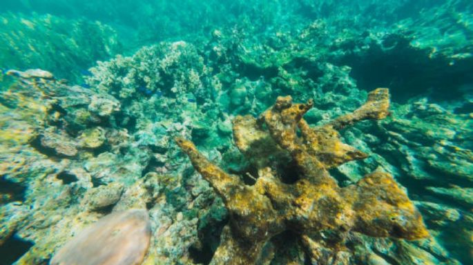 Cuál es la playa de agua turquesa y arena blanca que está cerca de Santa Marta y es ideal para el verano