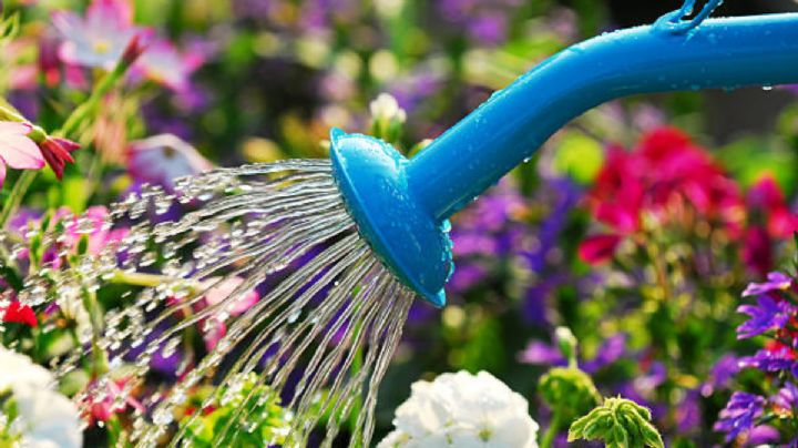 Las bebidas que debes colocarle a tus plantas para que tengan flores en abundancia y no se marchiten
