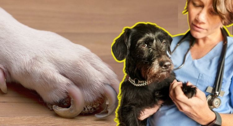 Conoce el motivo por el cual debes cortarle las uñas a tu perro