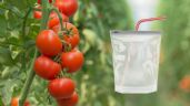 Foto ilustrativa de la nota titulada ¿Tus tomates se pudren con facilidad? El truco con la pajita y la bolsa para que duren hasta 30 días