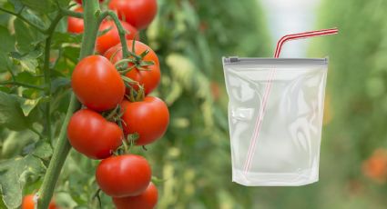 ¿Tus tomates se pudren con facilidad? El truco con la pajita y la bolsa para que duren hasta 30 días