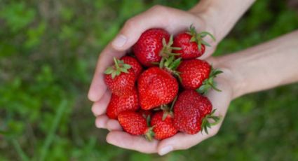 Aprende a cultivar fresas en tu jardín en solo 5 pasos