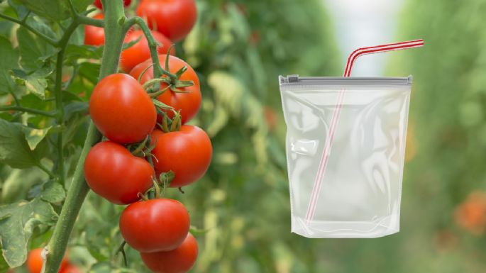 ¿Tus tomates se pudren con facilidad? El truco con la pajita y la bolsa para que duren hasta 30 días