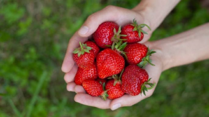 Aprende a cultivar fresas en tu jardín en solo 5 pasos