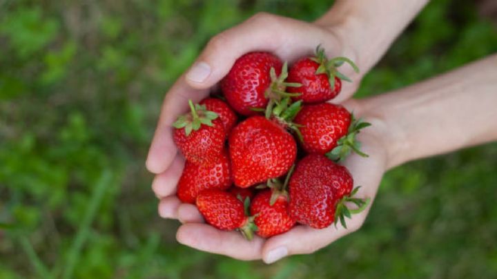 Aprende a cultivar fresas en tu jardín en solo 5 pasos