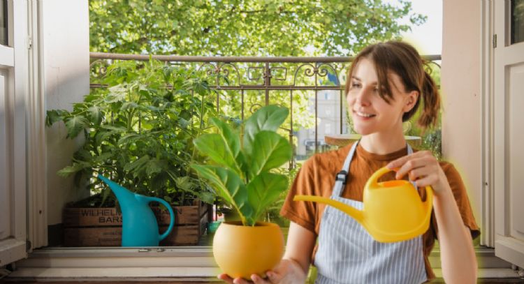 ¿Vives en un departamento? Estas son las 5 plantas que debes sembrar en tu balcón para tener flores todo el año