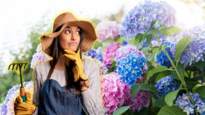 Este es el profundo significado de los colores de las hortensias de tu jardín