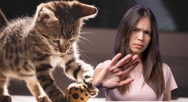 Adiós a los gatos: estas son las 4 razas prohibidas para los hogares, según veterinario