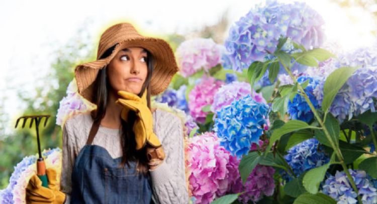 Este es el profundo significado de los colores de las hortensias de tu jardín