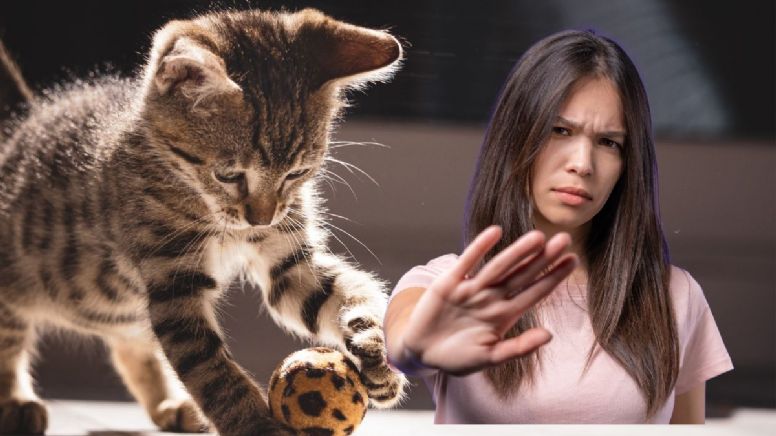 Adiós a los gatos: estas son las 4 razas prohibidas para los hogares, según veterinario