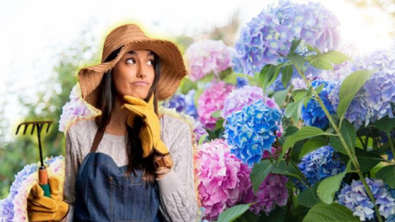 Este es el profundo significado de los colores de las hortensias de tu jardín