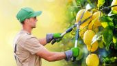 Foto ilustrativa de la nota titulada Cómo podar un limonero en enero para que estalle de frutos el resto del año