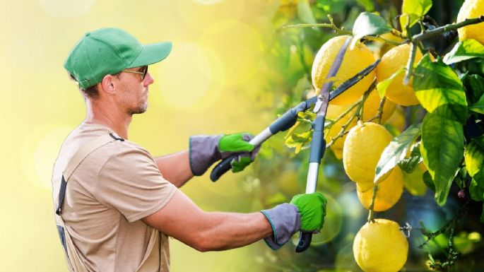 Cómo podar un limonero en enero para que estalle de frutos el resto del año