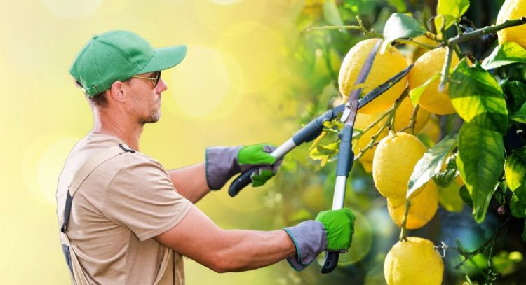 Cómo podar un limonero en enero para que estalle de frutos el resto del año